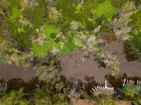 Tra Su floating forest in An Giang province, Vietnam 