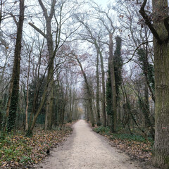 road in the forest on a misty day