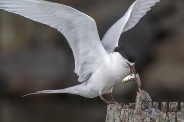 Feeding time for a Black headed tern chick