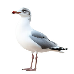 Fototapeta premium A close-up of a seagull standing elegantly with its striking gray and white plumage. its red beak and expressive eye. against a clean white background. ideal for nature-themed projects