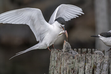 Feeding time for a Black headed tern chick