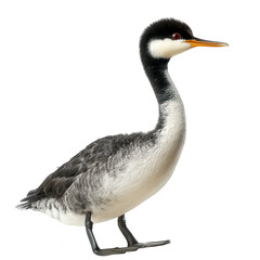 Fototapeta premium A graceful bird stands elegantly in profile. its striking features and plumage against a clean white background. ideal for nature photography or wildlife education