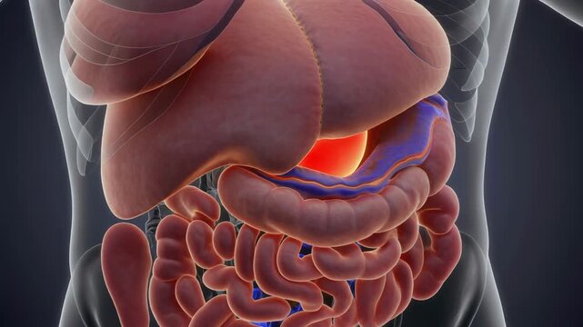 Animated 3D Render of Human Digestive System Anatomy in Subhepatic Space