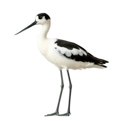 Obraz premium A striking black and white wading bird stands elegantly against a white background. its long legs and slender body. ideal for nature photography or educational purposes