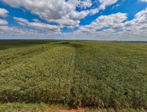 Chup, rubber plantation, Kampong Cham, Cambodia