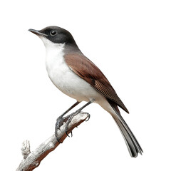 Fototapeta premium A beautifully detailed close-up of a bird perched on a branch. its striking black and white plumage against a clean white background. ideal for nature photography and wildlife enthusiasts