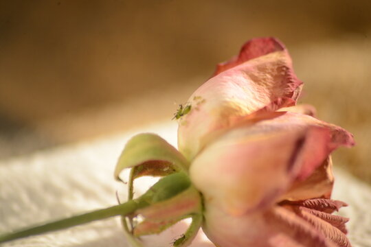 family of bugs on a dying rose or a plague of insects beneath the petals of a rose