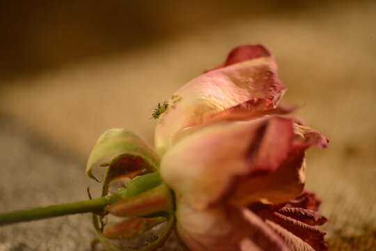 family of bugs on a dying rose or a plague of insects beneath the petals of a rose