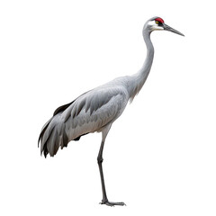 Fototapeta premium A majestic crane stands gracefully on one leg against a pure white background. its elegant posture and striking features. ideal for nature-themed projects or wildlife photography