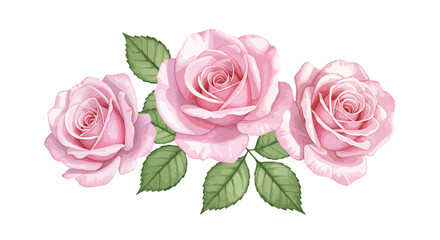 Three delicate pink roses with green leaves, beautifully arranged in a horizontal composition on a white background, evoking a sense of elegance and natural beauty.