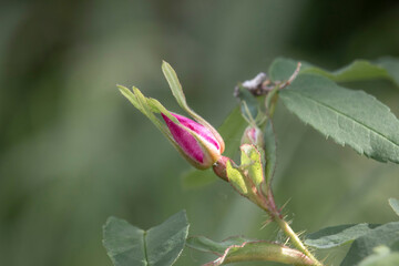 Wild rose bud in Alaska