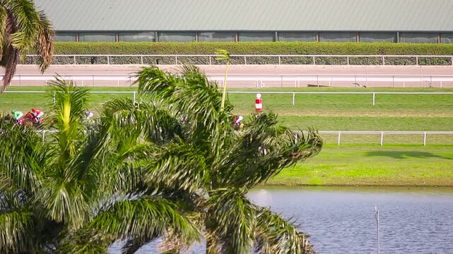 Thoroughbred horses racing on the turf course