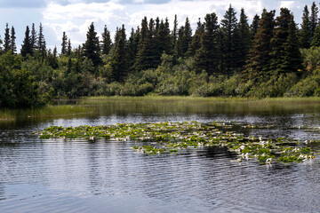 Ripples around lily pads in Alaskan lake