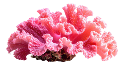 Vibrant pink, frilled coral formation