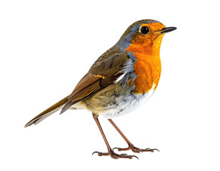 Fototapeta premium Small bird with bright orange breast standing