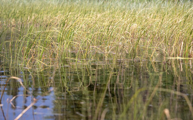 Obraz premium Grass growing in lake in Alaska