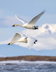 Fototapeta premium Two snowy white swans soar in flight against a backdrop of snow-capped mountains and a wintery landscape