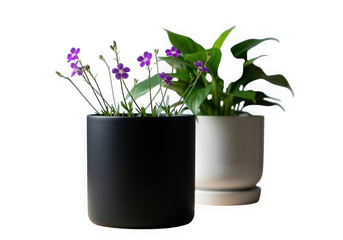 Two potted plants, purple flowering and green foliage, modern pots
