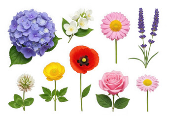 Diverse collection of beautiful vibrant flowers, isolated flora
