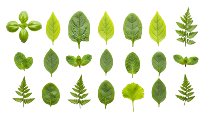A vibrant collection of diverse fresh green leaves highlighting nature s unique textures and on transparent background