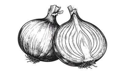 Two whole and halved onions, detailed sketch