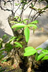 Bonsai tree in details and close up