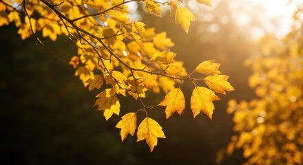 Obraz premium Golden autumn leaves bathed in sunlight