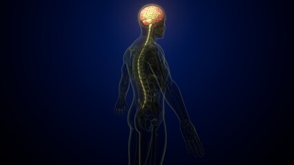 Male brain with skeleton anatomy. 3d render