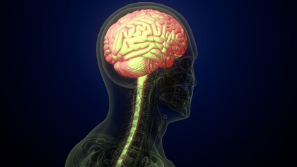 Obraz premium Male brain with skeleton anatomy. 3d render
