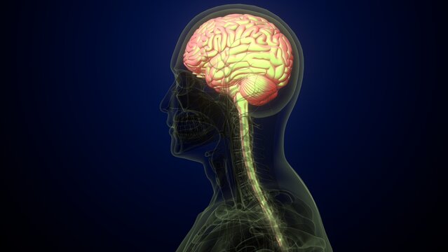 Male brain with skeleton anatomy. 3d render
