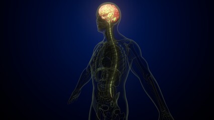 Male brain with skeleton anatomy. 3d render