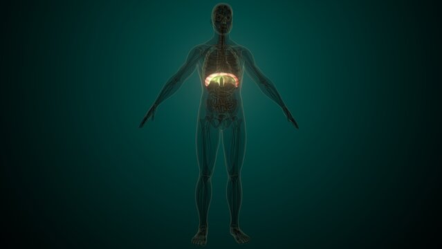Male white diaphragm anatomy. 3d illustrations