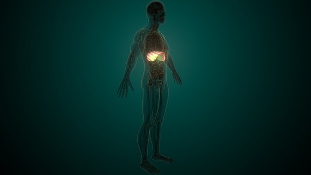 Male white diaphragm anatomy. 3d illustrations