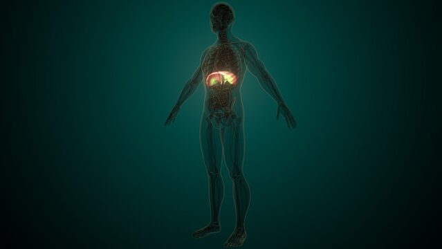 Male white diaphragm anatomy. 3d illustrations