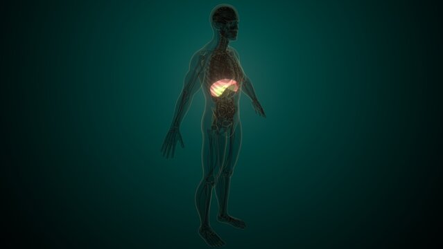 Male white diaphragm anatomy. 3d illustrations