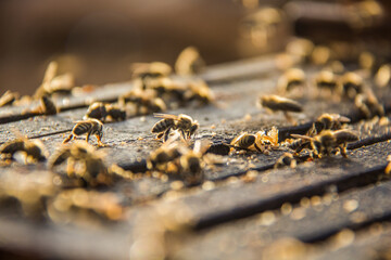 closeup shot of bee worker in hive frame at the fresh honey harvest, healthy nutrition, sunny day, hexagon honeycomb beeswax, selective focus with shallow depth of field, taken at Asiyout Upper Egypt
