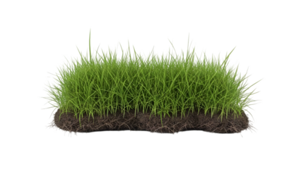 grass isolated on white background