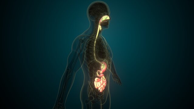 Male white digestive system anatomy. 3d illustrations