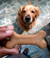Golden retriever dog eagerly looking at a bone-shaped treat held by a person