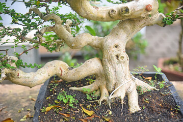 Bonsai tree in details and close up
