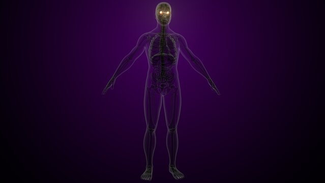 Male white eyes anatomy. 3d illustrations