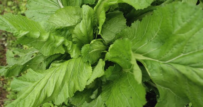 Brassica juncea crops in growth at the vegetable garden