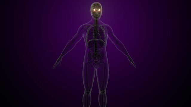 Male white eyes anatomy. 3d illustrations