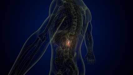 Male white gallbladder anatomy. 3d illustrations