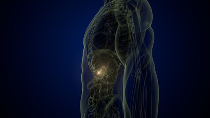 Male white gallbladder anatomy. 3d illustrations