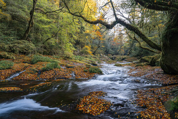 熊本-【菊池渓谷の紅葉】