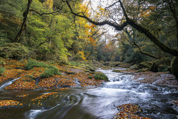 熊本-【菊池渓谷の紅葉】
