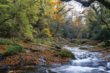 熊本-【菊池渓谷の紅葉】