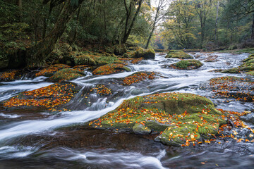 熊本-【菊池渓谷の紅葉】