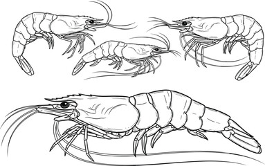 Shrimp illustration set, detailed crustacean anatomy sketch, marine biology drawing, segmented body and antennae art, flat vector line design